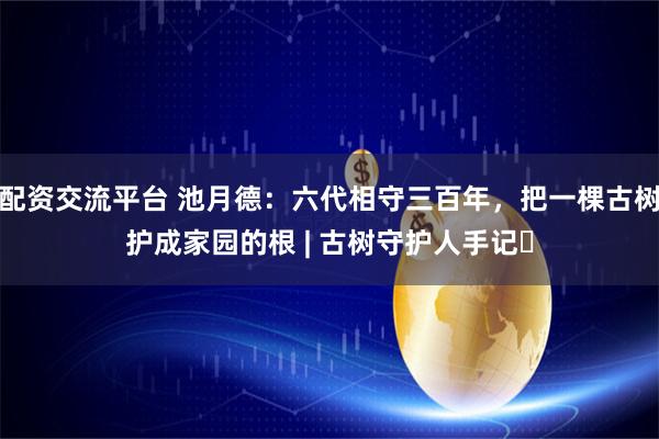 配资交流平台 池月德:六代相守三百年,把一棵古树护成家园的根 | 古树守护人手记⑪